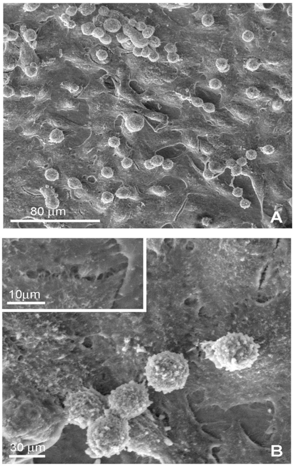 Materials 02 00945 g005 1024