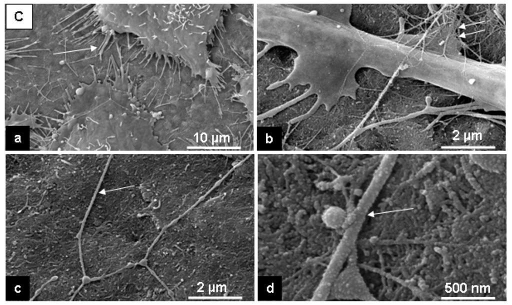 Materials 02 01402 g004 1024