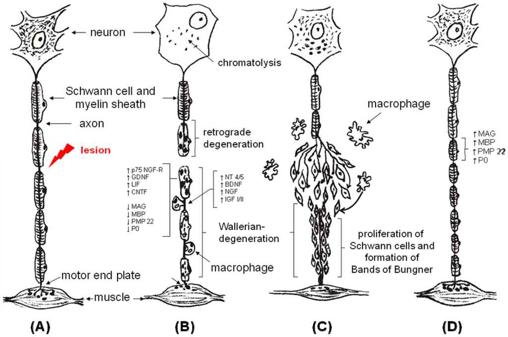 Materials 02 01480 g001 1024