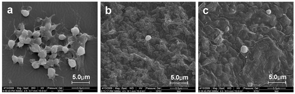 Materials 05 02937 g013 1024