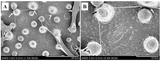 Materials 07 04628 g005 550