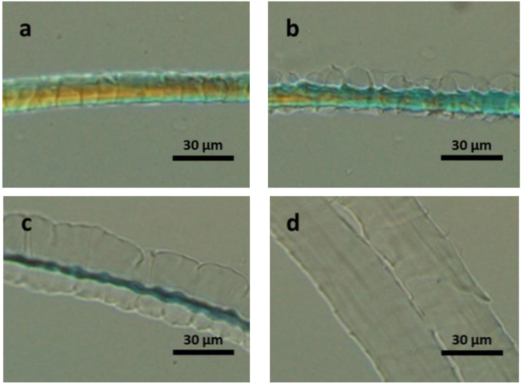 Materials 07 06158 g004 1024