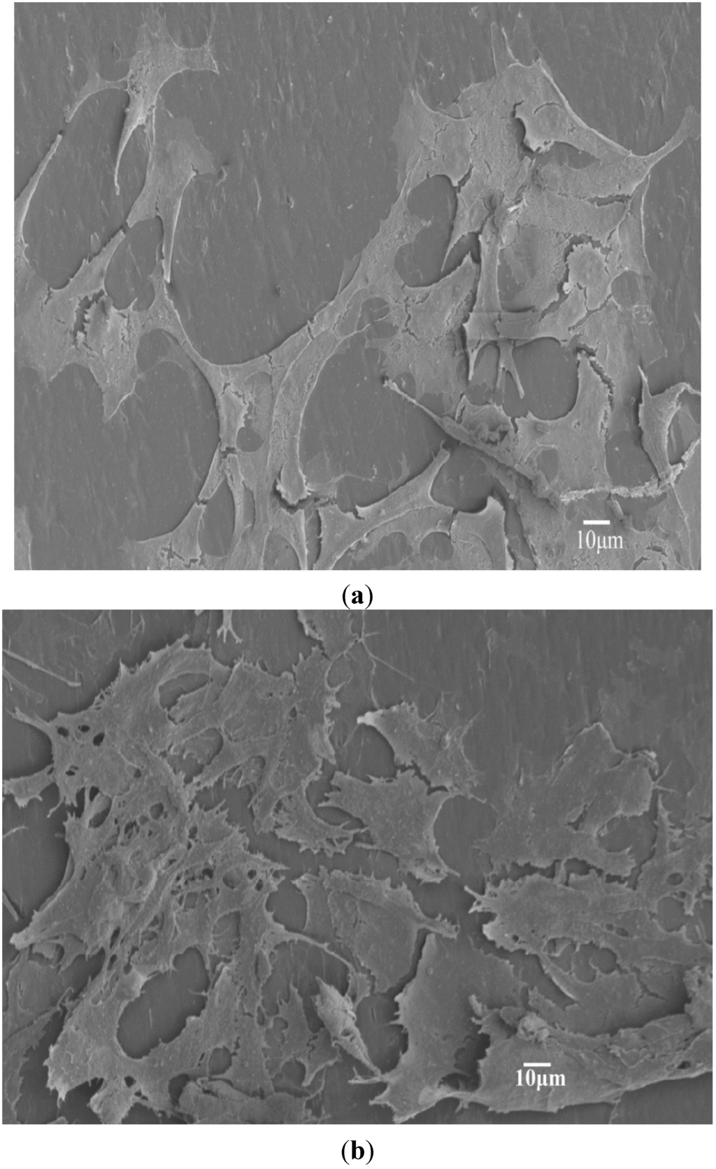 Materials 08 00992 g006 1024