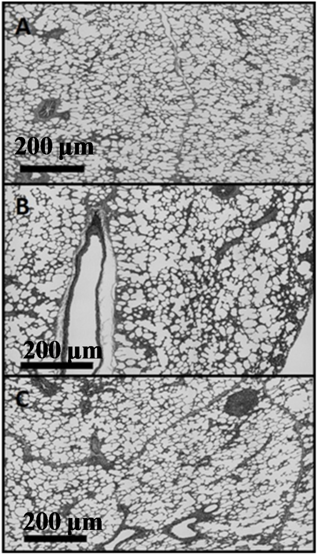 Materials 08 02454 g006 1024