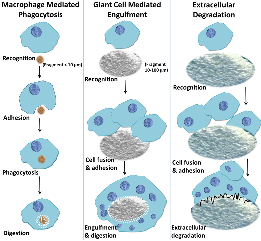 Materials 08 05269 g005 1024