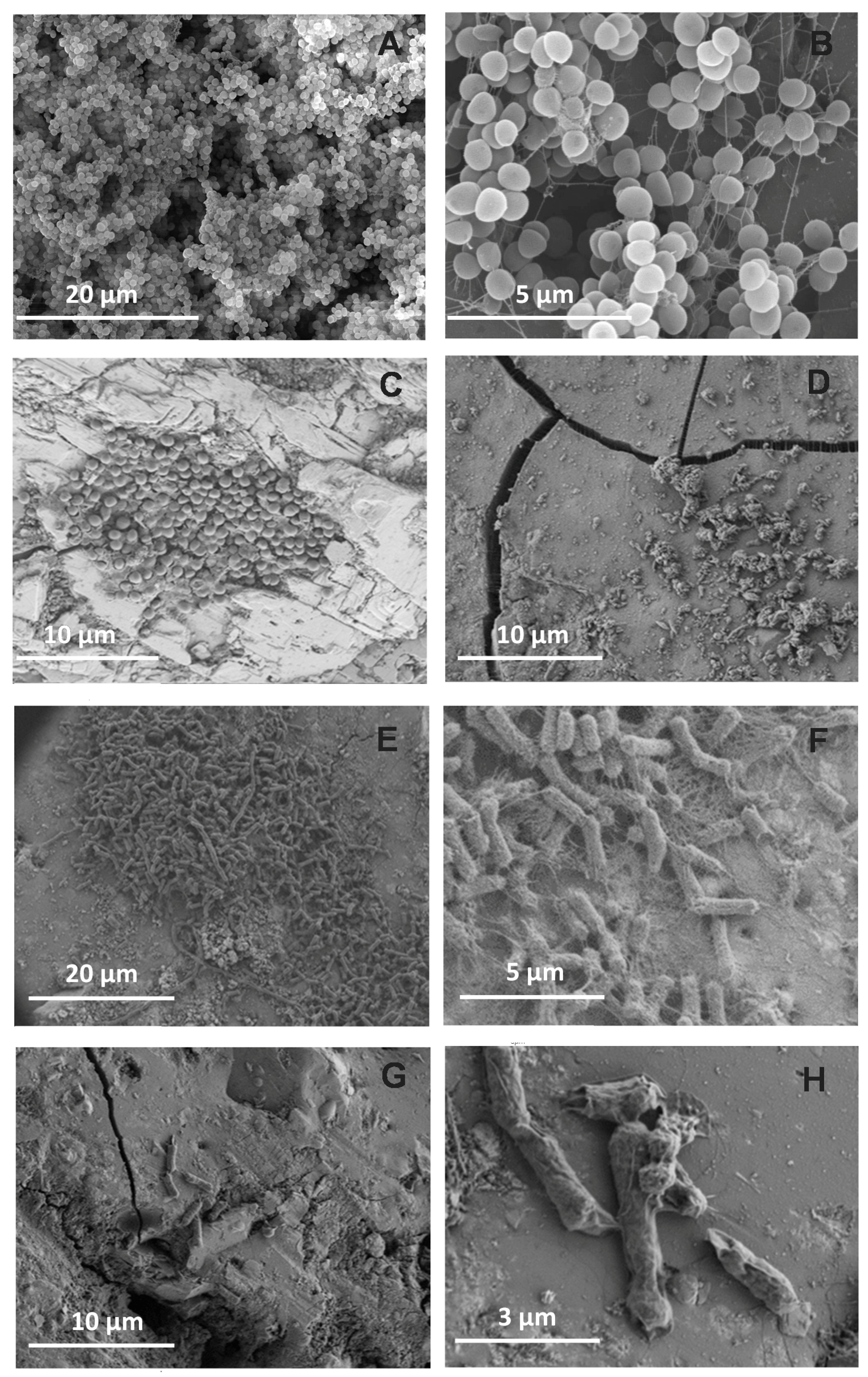 Materials 10 00167 g006