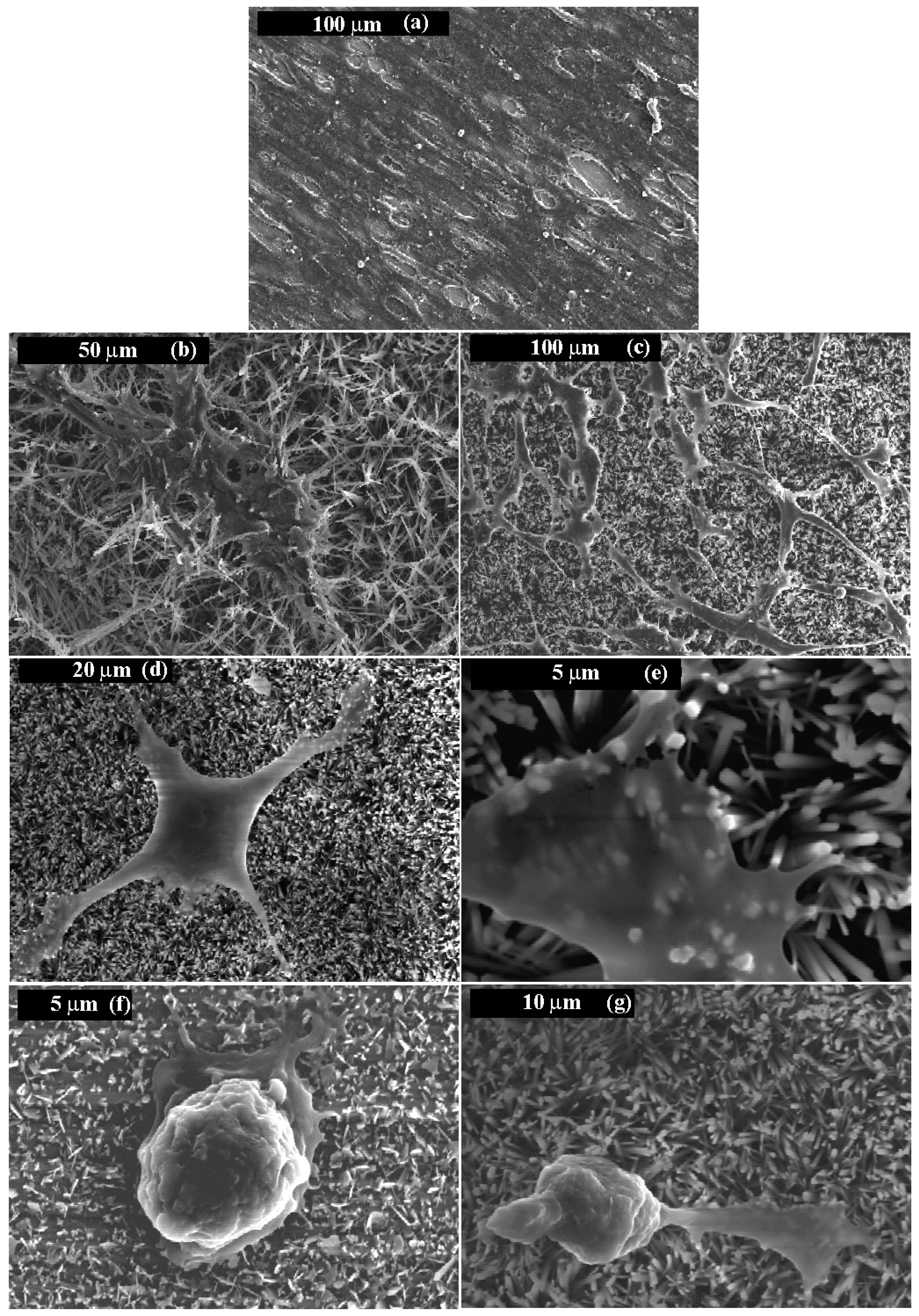 Materials 10 00334 g007