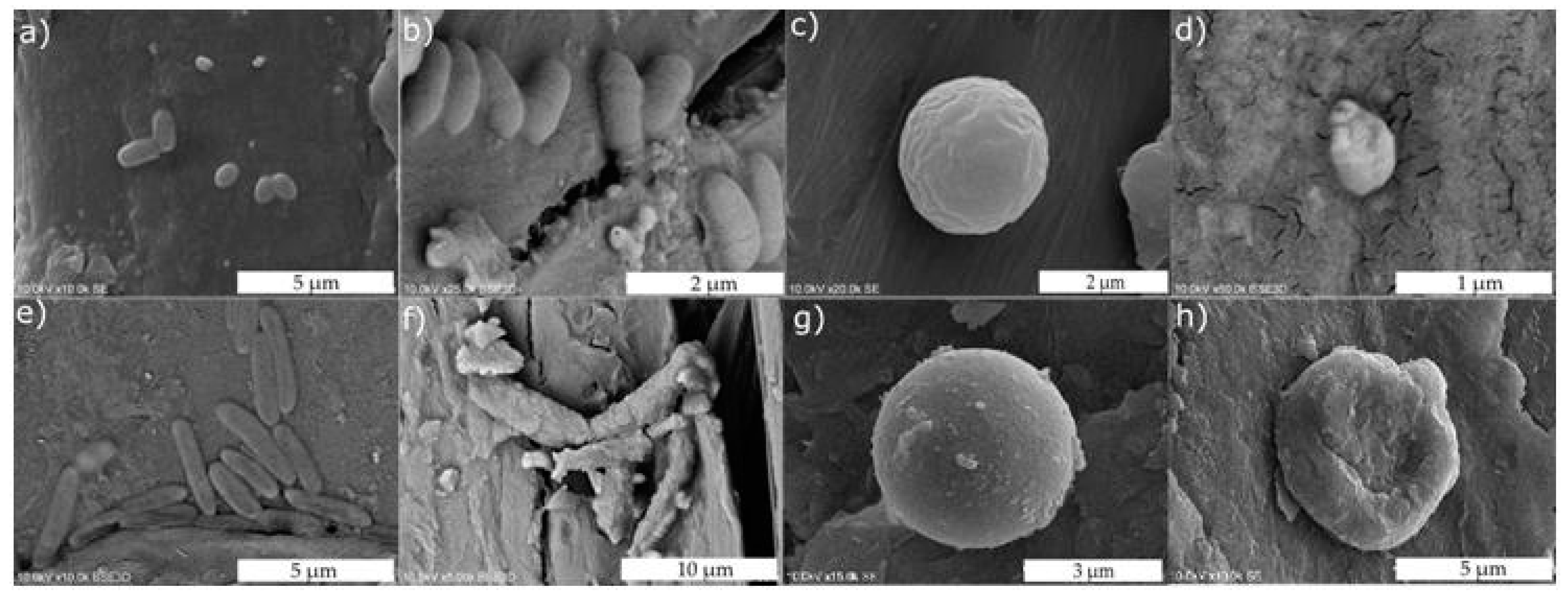 Materials 10 00353 g010 Materials 10 00353 g010