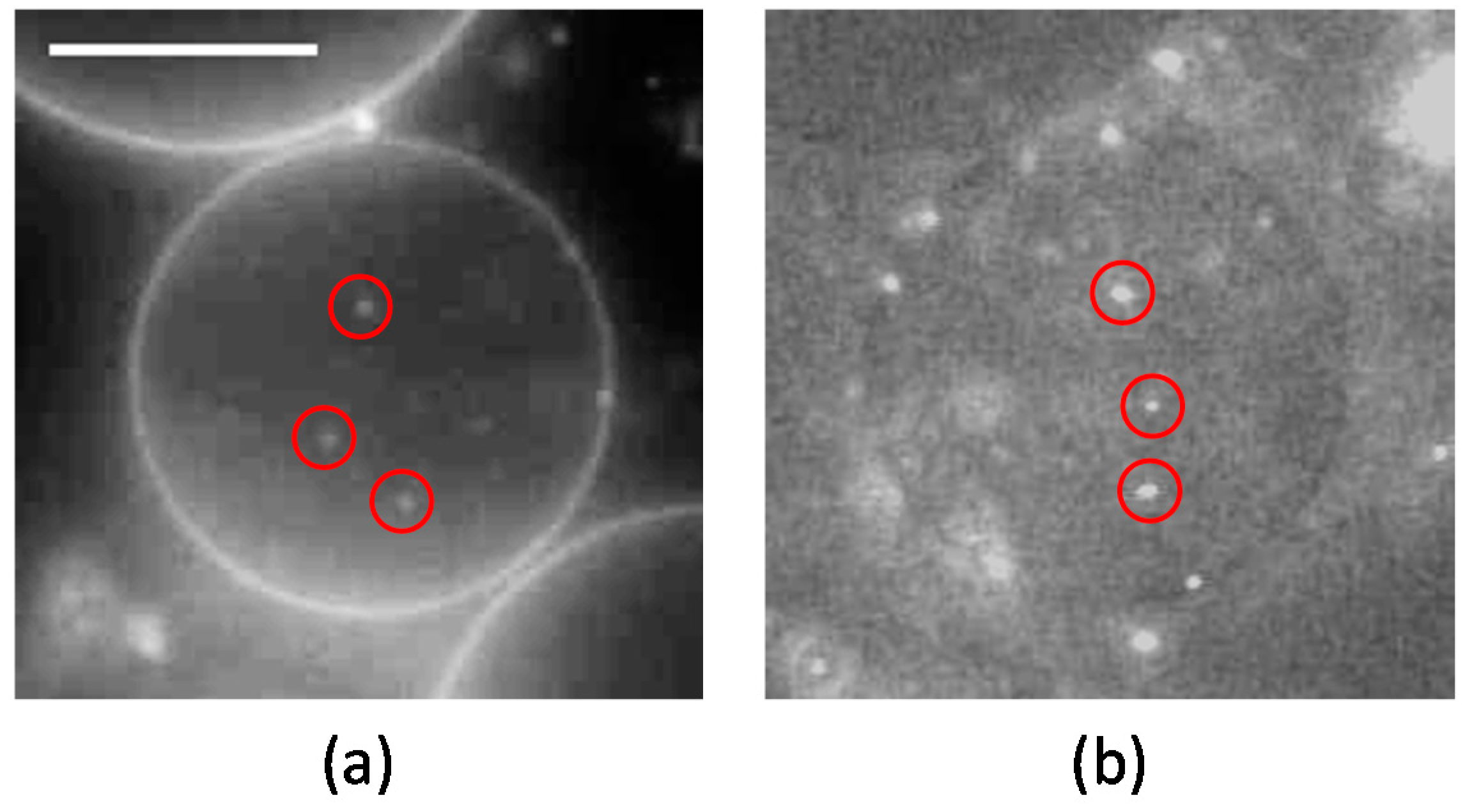 Materials 10 00765 g002