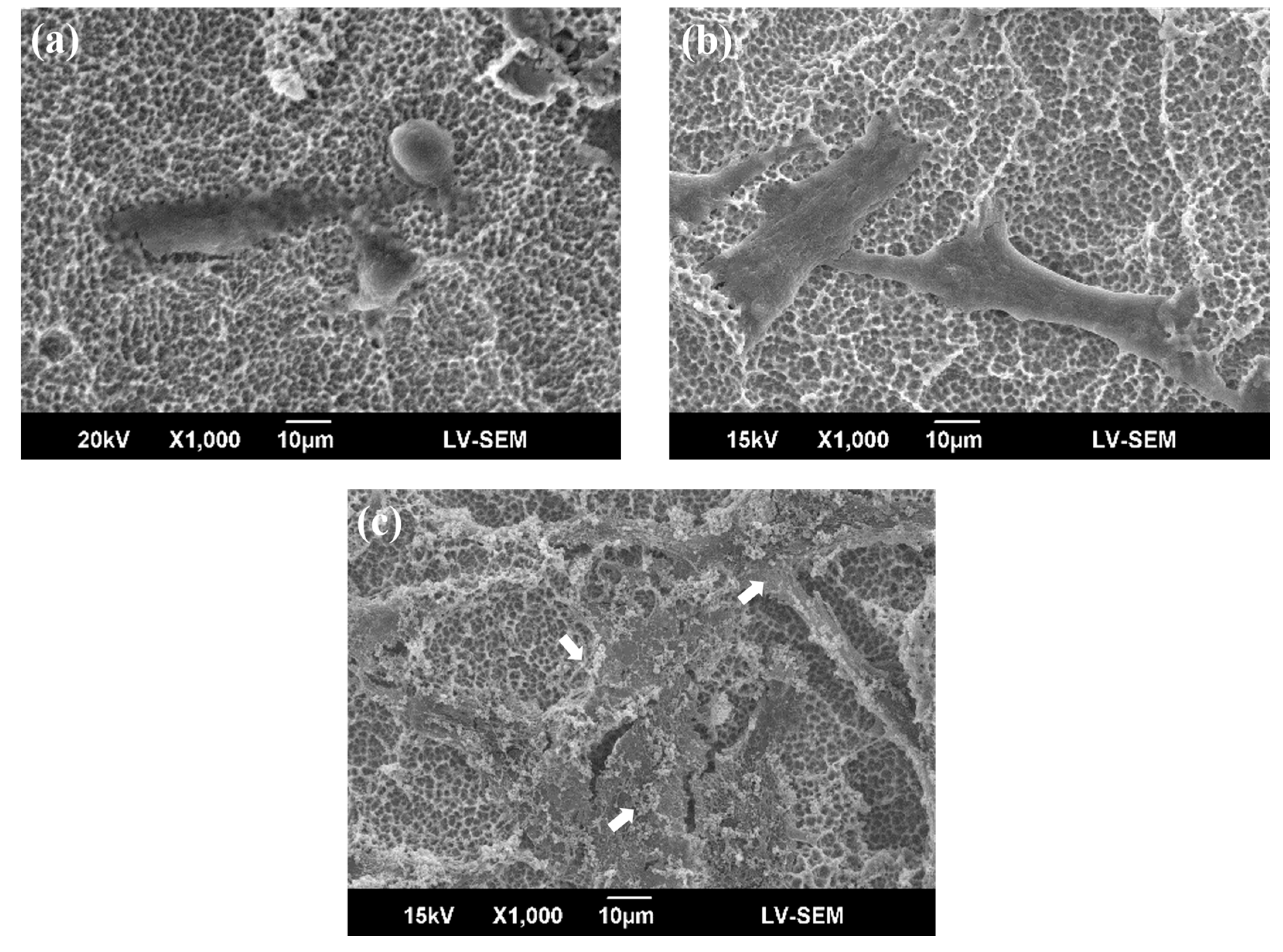 Materials 10 01223 g006