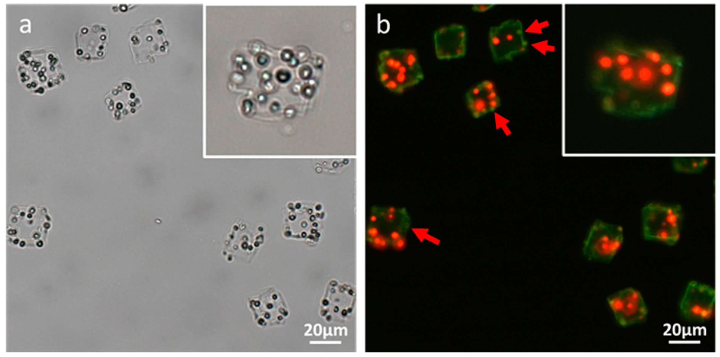 Materials 11 00296 g006