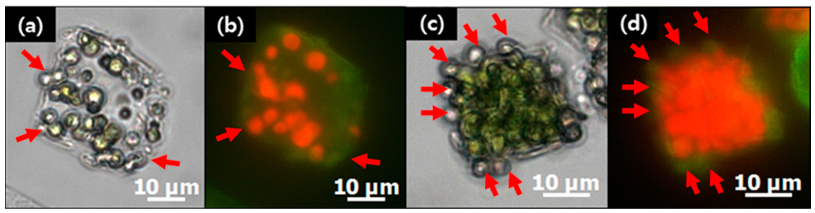 Materials 11 00296 g010