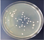 Materials 11 00323 i002