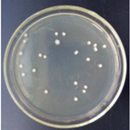 Materials 11 00323 i006