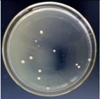 Materials 11 00323 i008