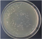 Materials 11 00323 i013