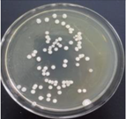 Materials 11 00323 i014