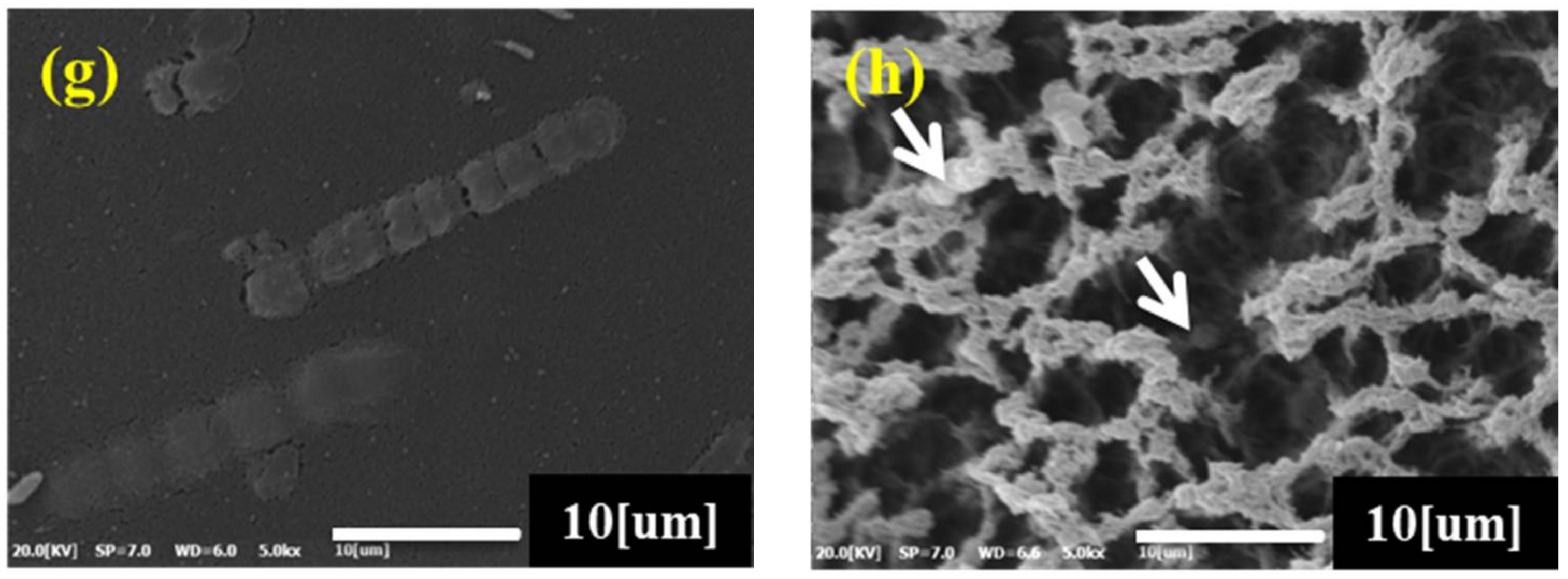 Materials 11 00562 g003b