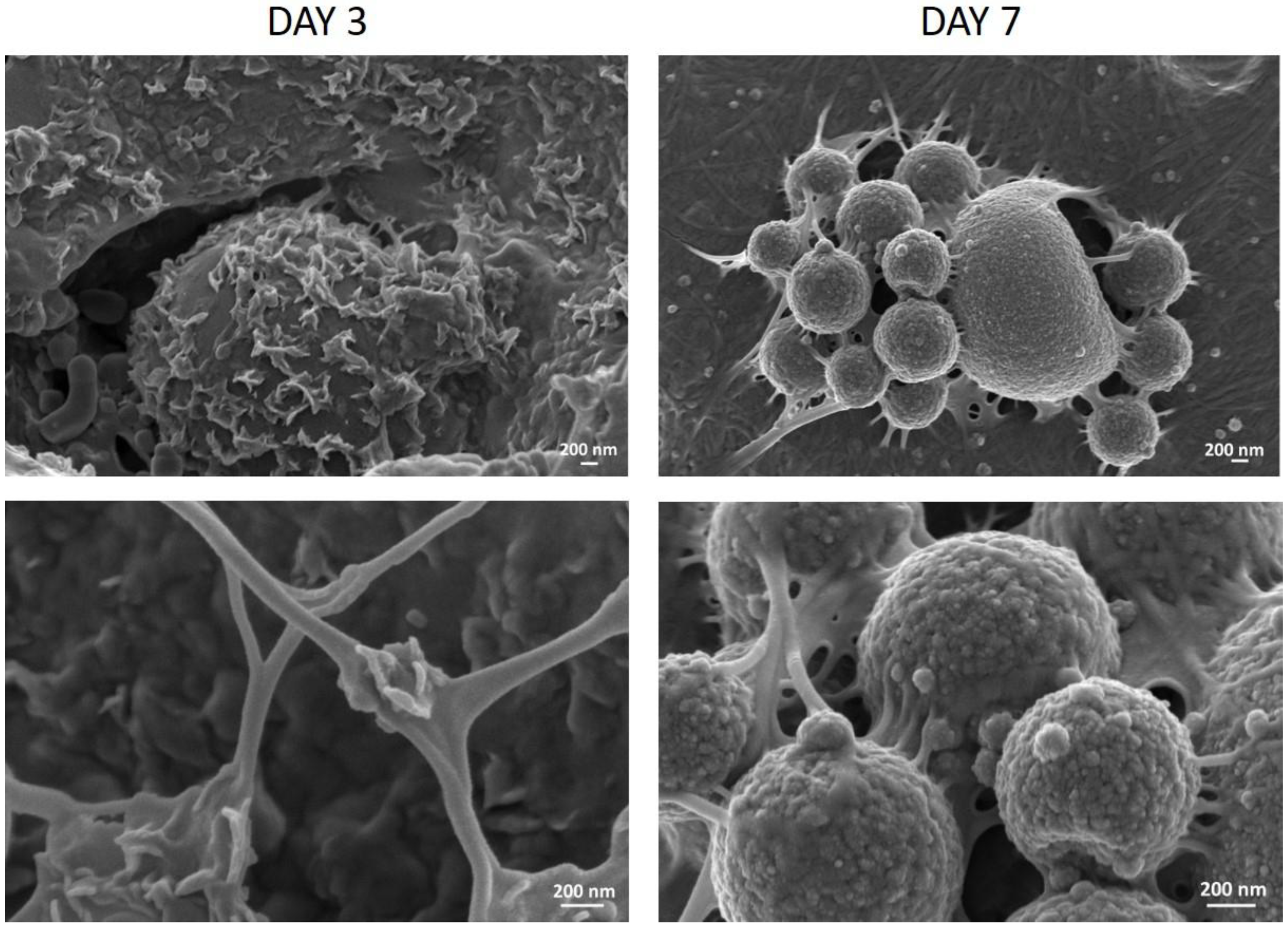 Materials 11 00700 g003 Materials 11 00700 g003