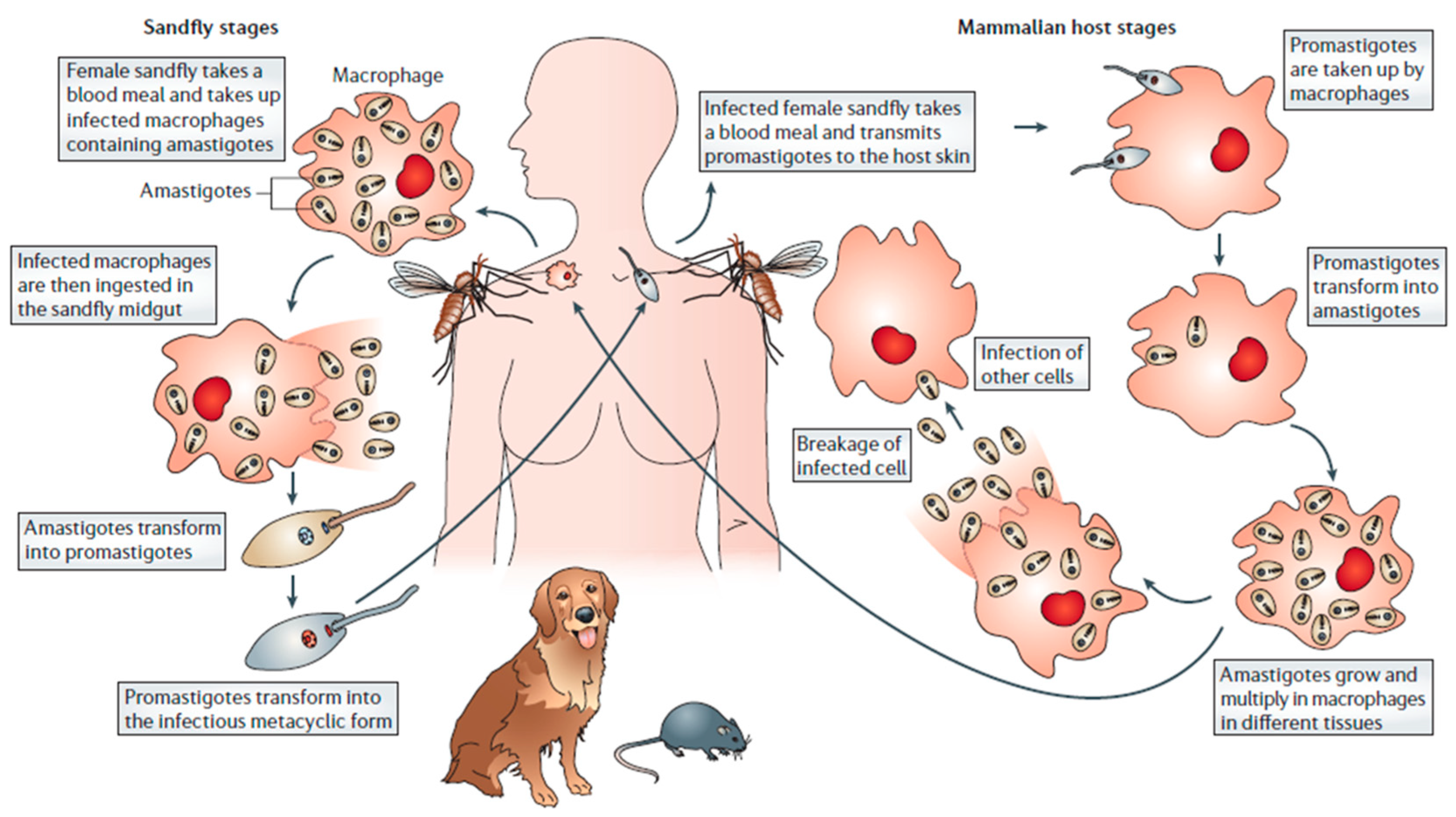 Materials 11 01167 g001 Materials 11 01167 g001