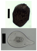 Materials 11 01287 i002 Materials 11 01287 i002