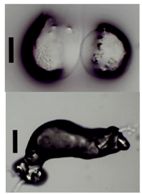 Materials 11 01287 i023 Materials 11 01287 i023