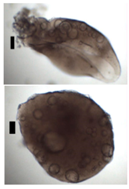Materials 11 01287 i033 Materials 11 01287 i033