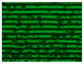 Materials 11 01322 i006