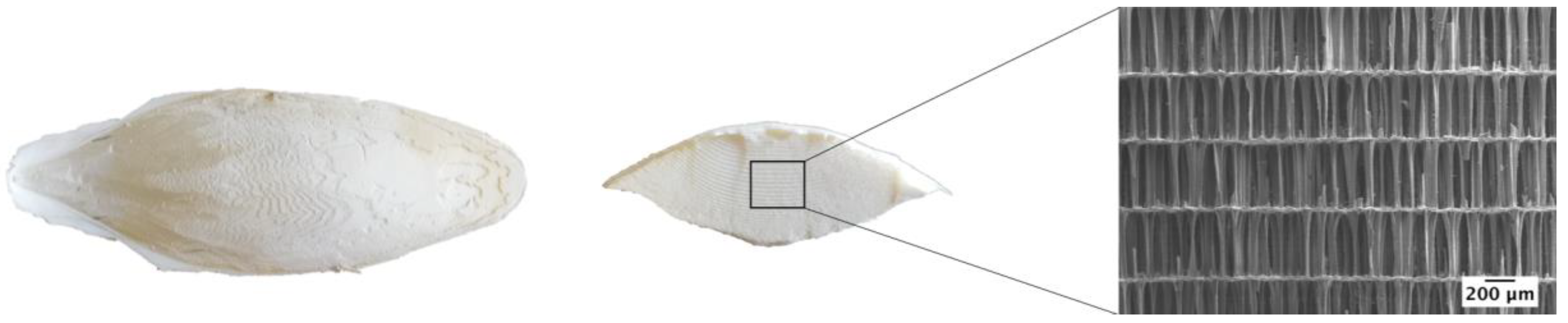 Materials 11 01702 g005