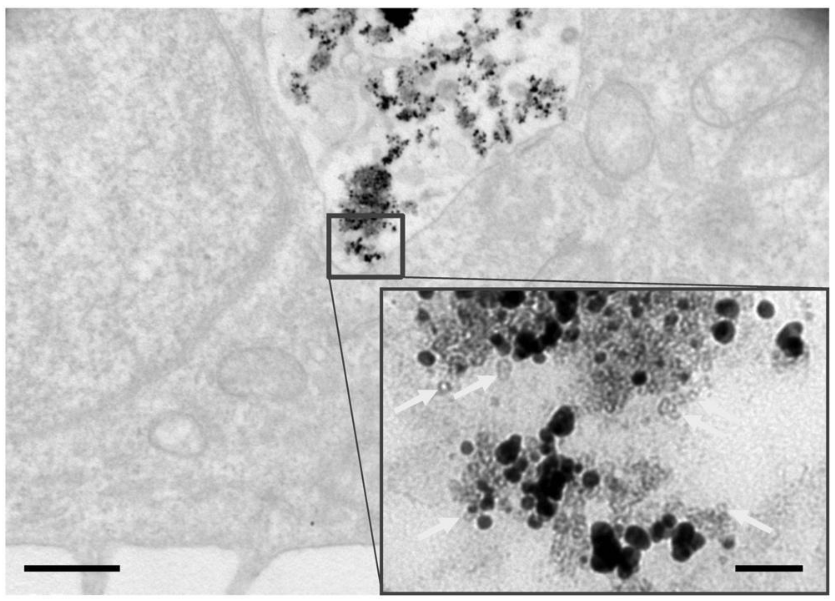 Materials 11 02572 g002