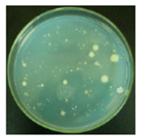 Materials 12 00127 i016