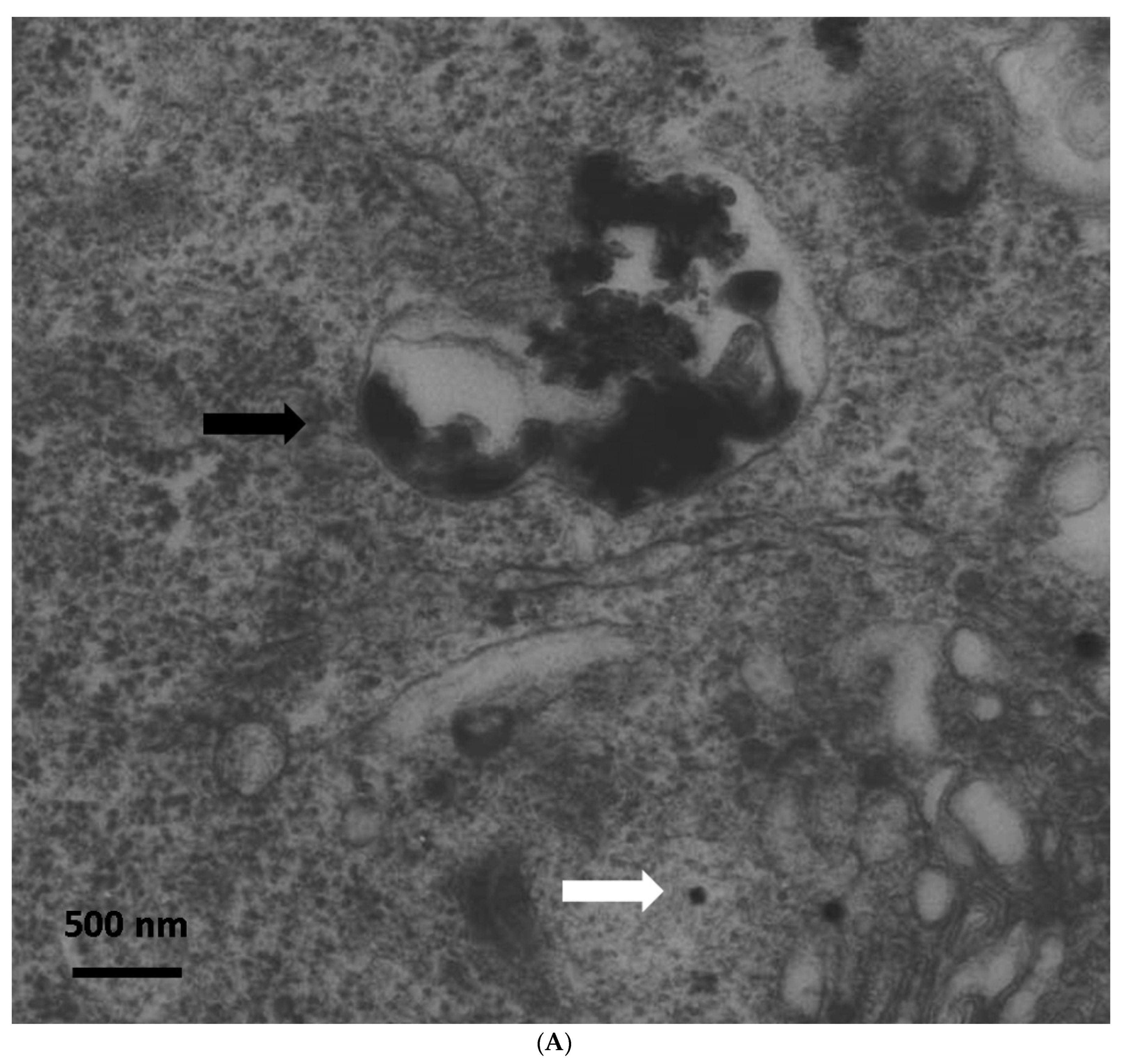 Materials 12 01823 g001a Materials 12 01823 g001a