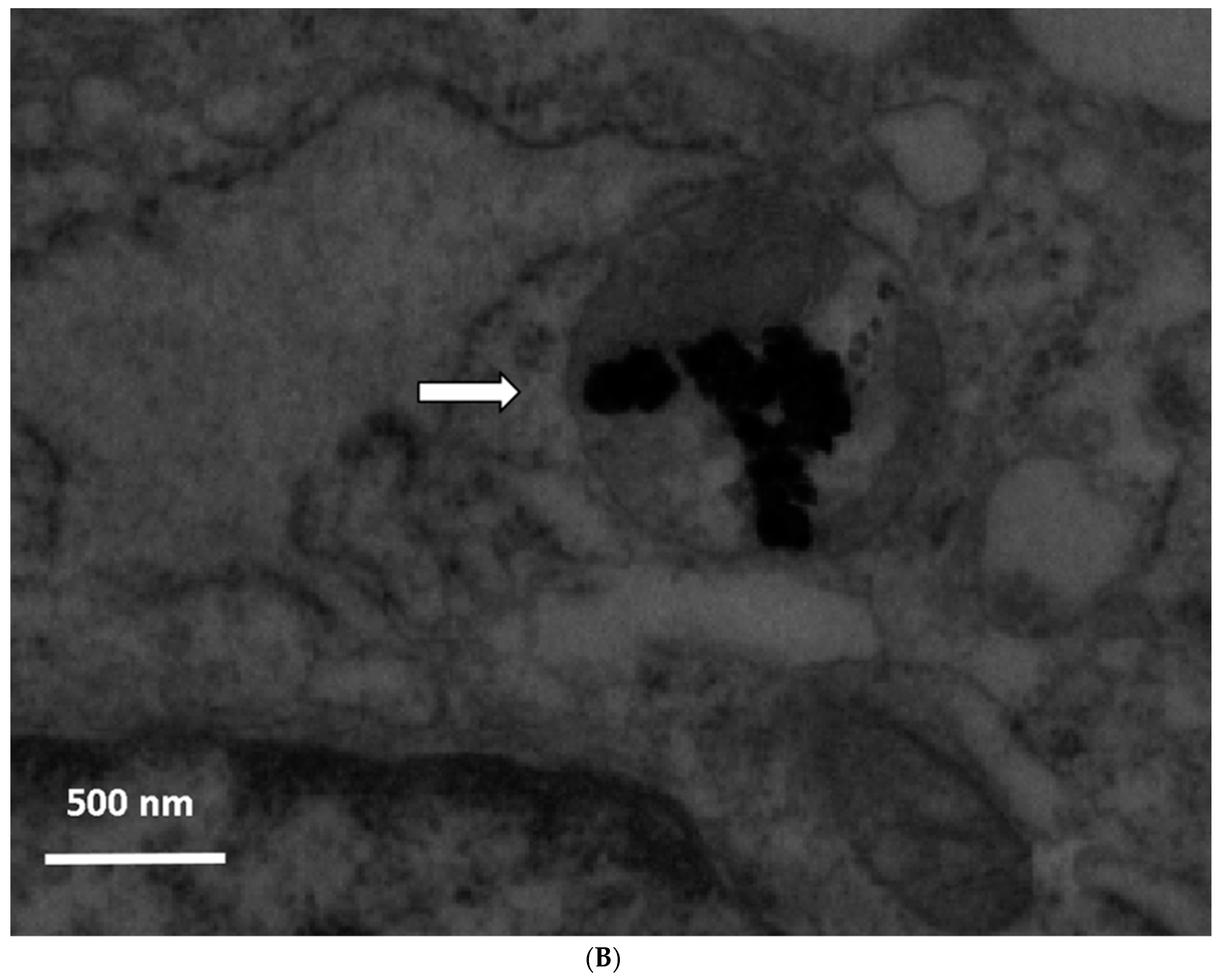 Materials 12 01823 g001b Materials 12 01823 g001b