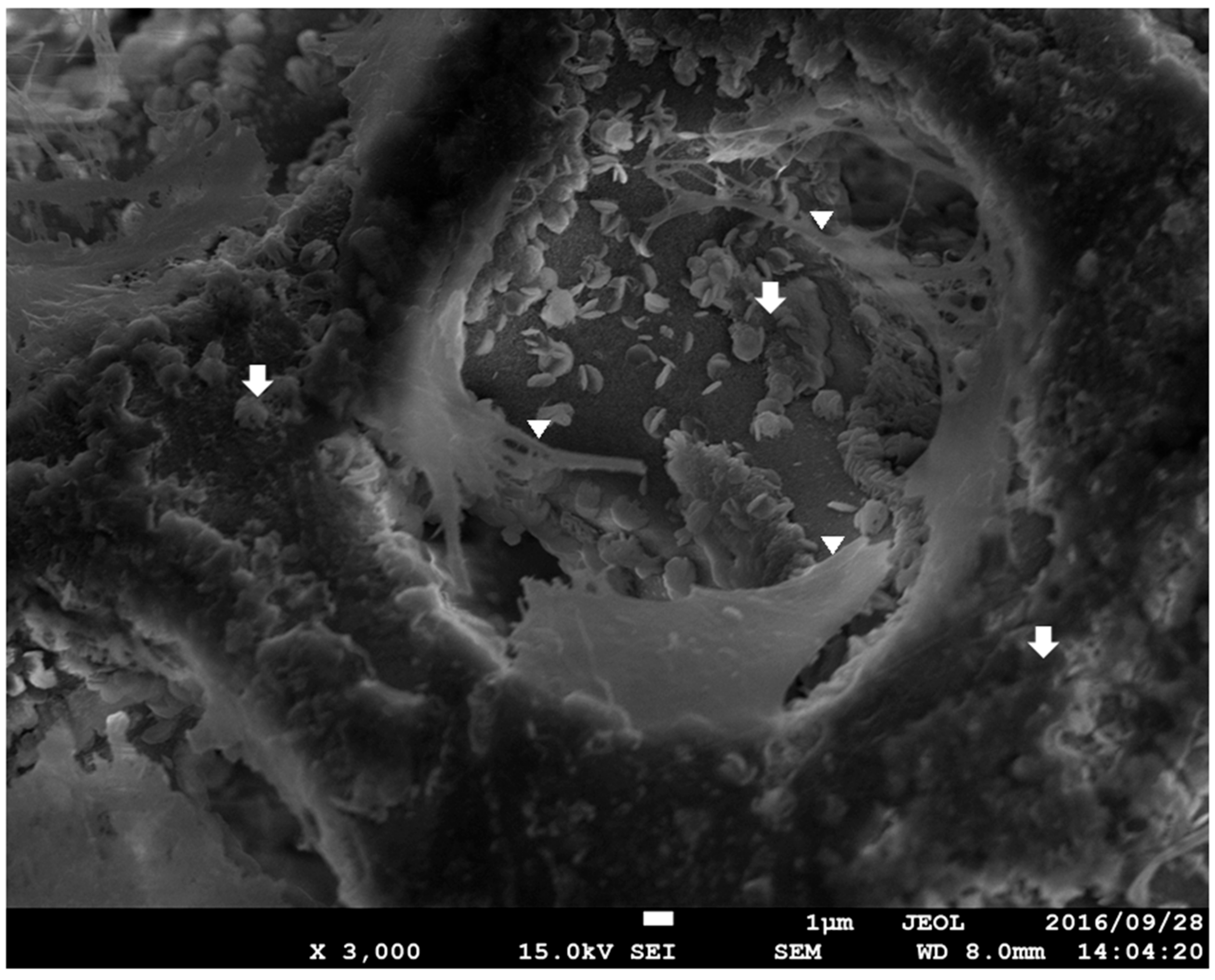 Materials 12 01881 g005