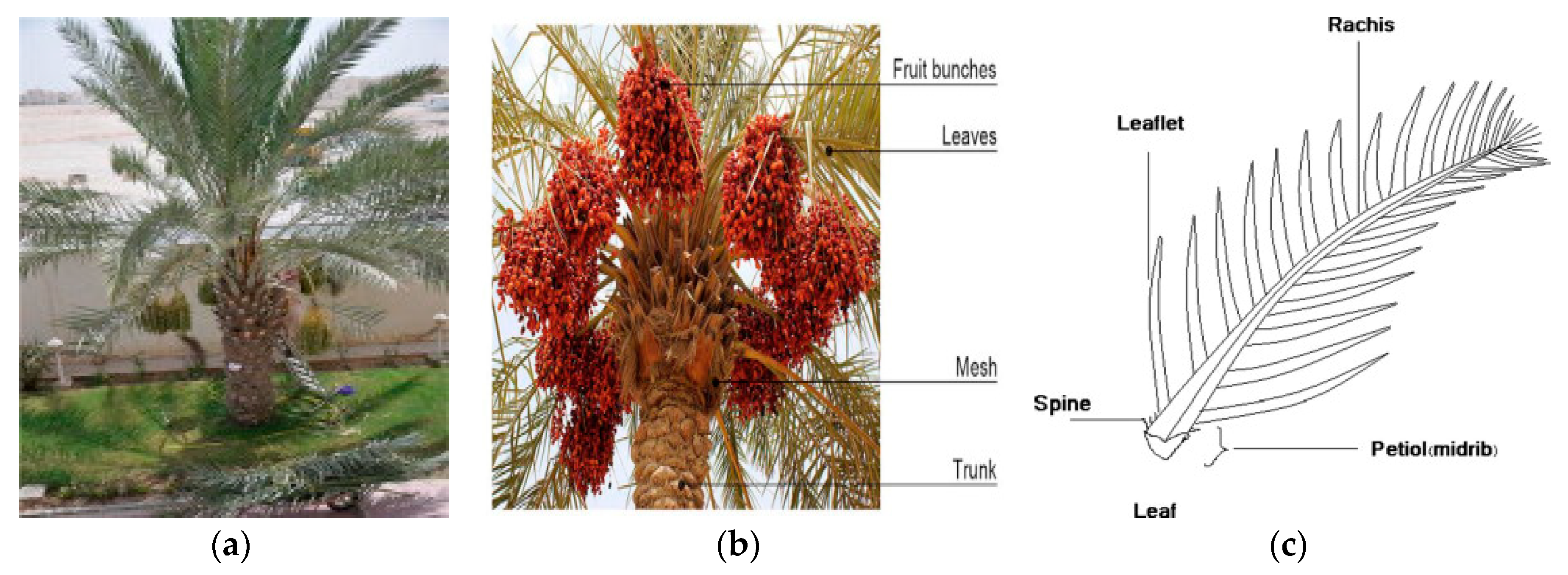 Materials 12 02145 g001