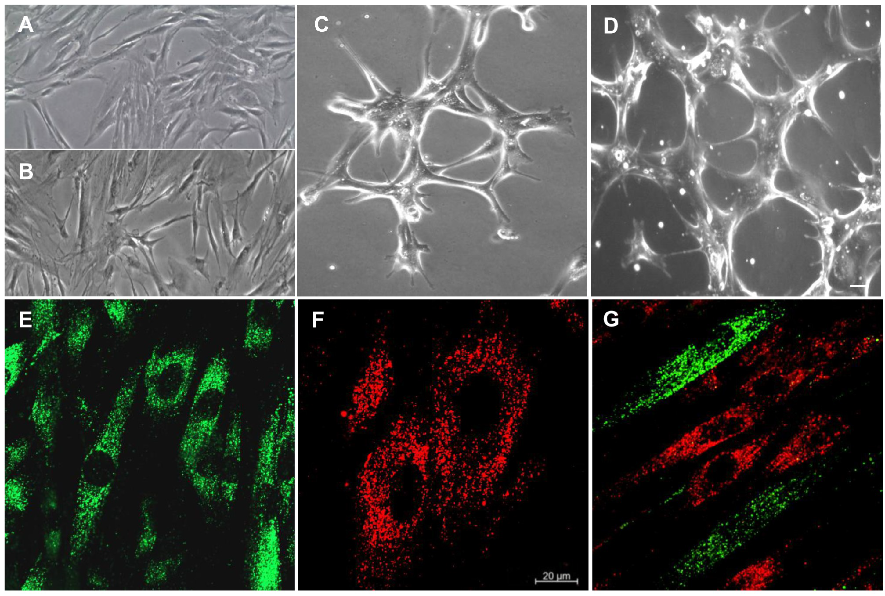 Materials 12 02157 g002