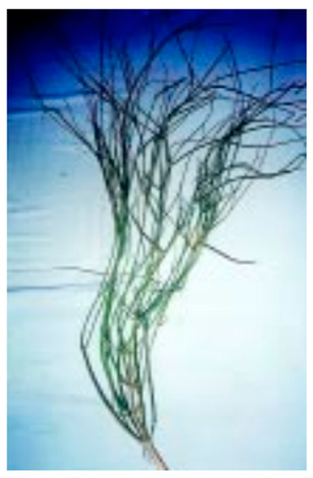 Materials 13 00262 g015