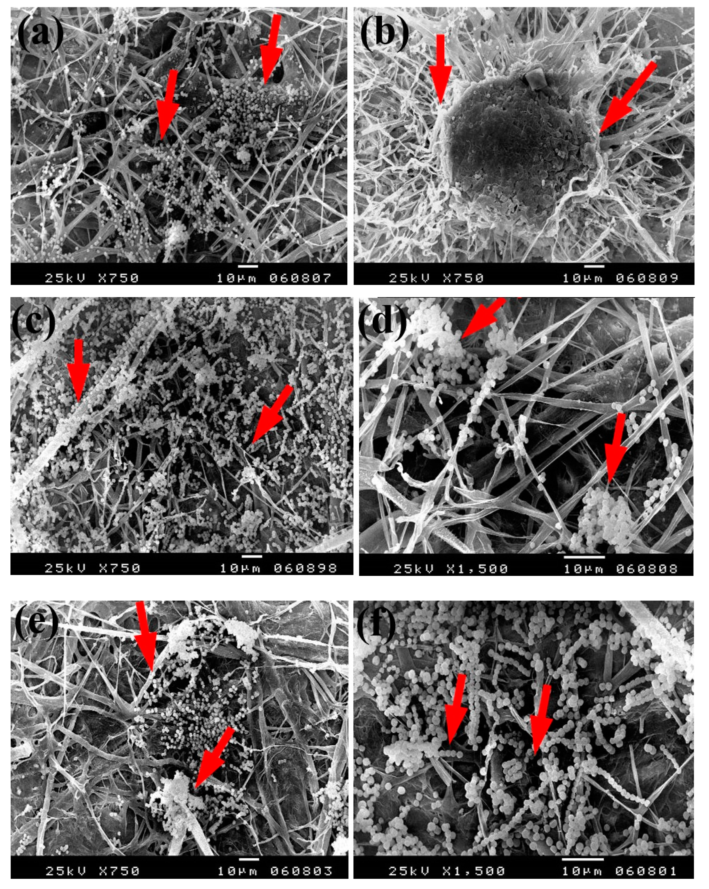 Materials 13 00363 g006a