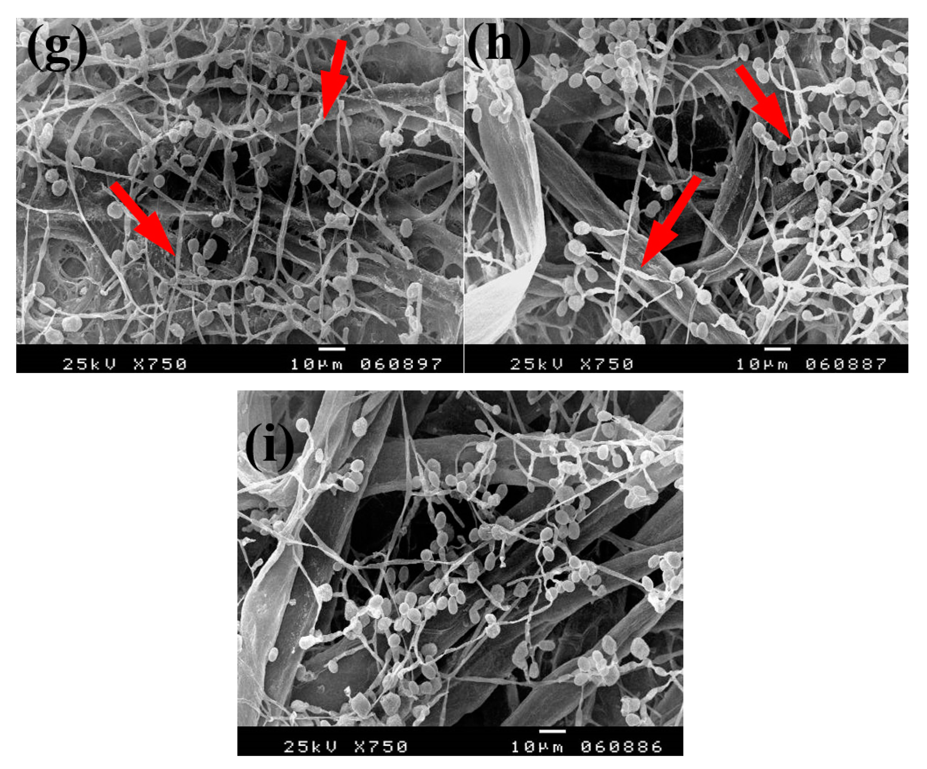 Materials 13 00363 g007b