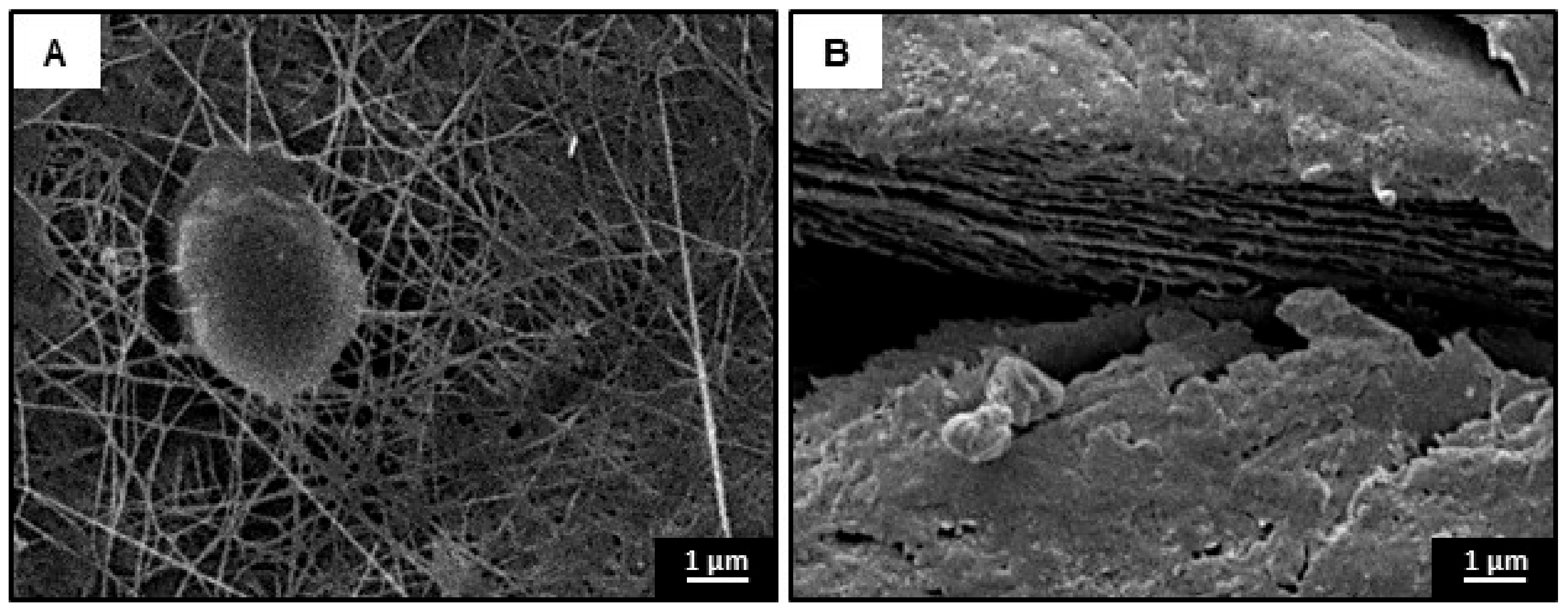 Materials 13 01263 g006