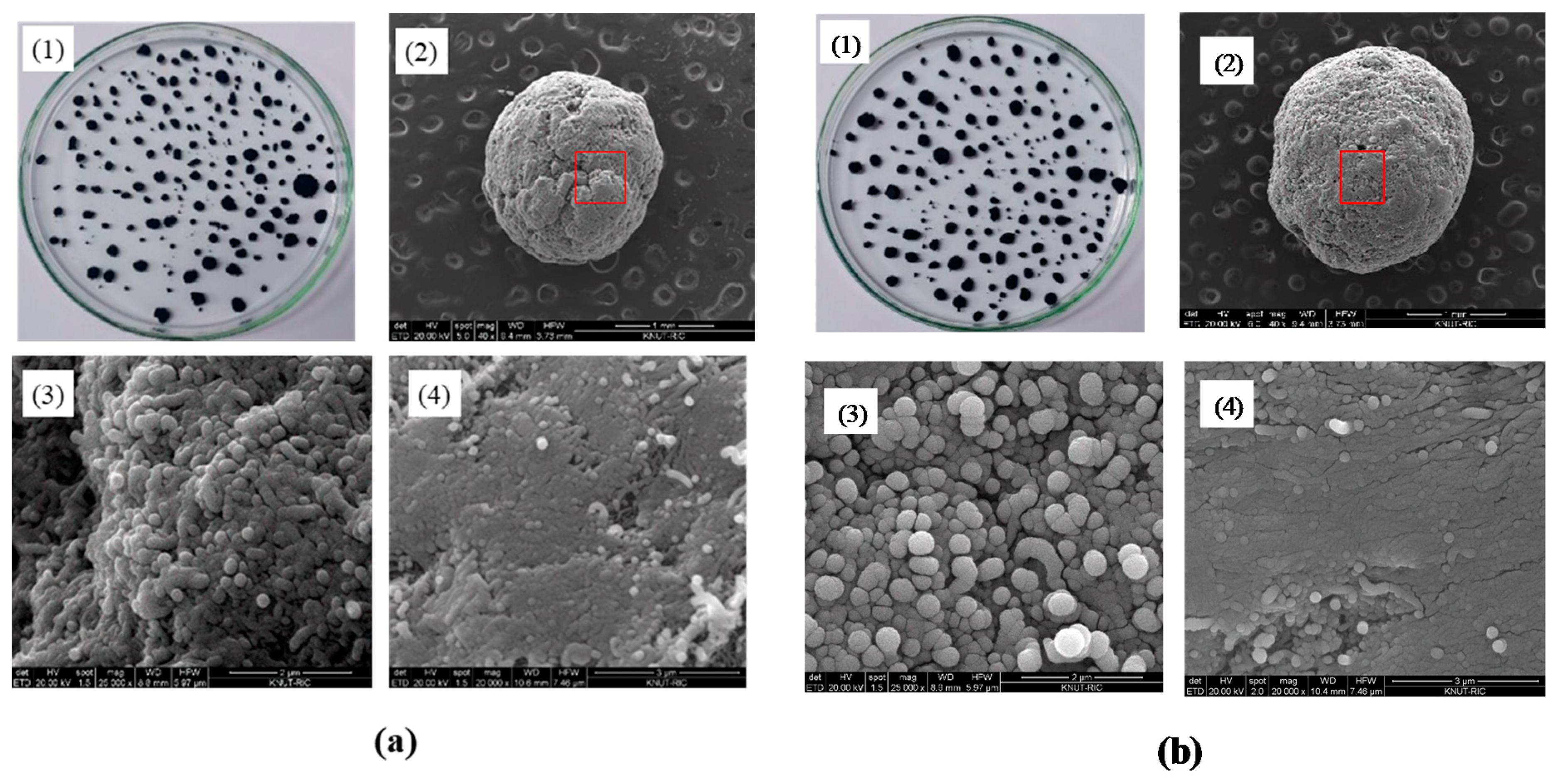 Materials 13 01289 g003