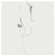 Materials 13 01607 i013