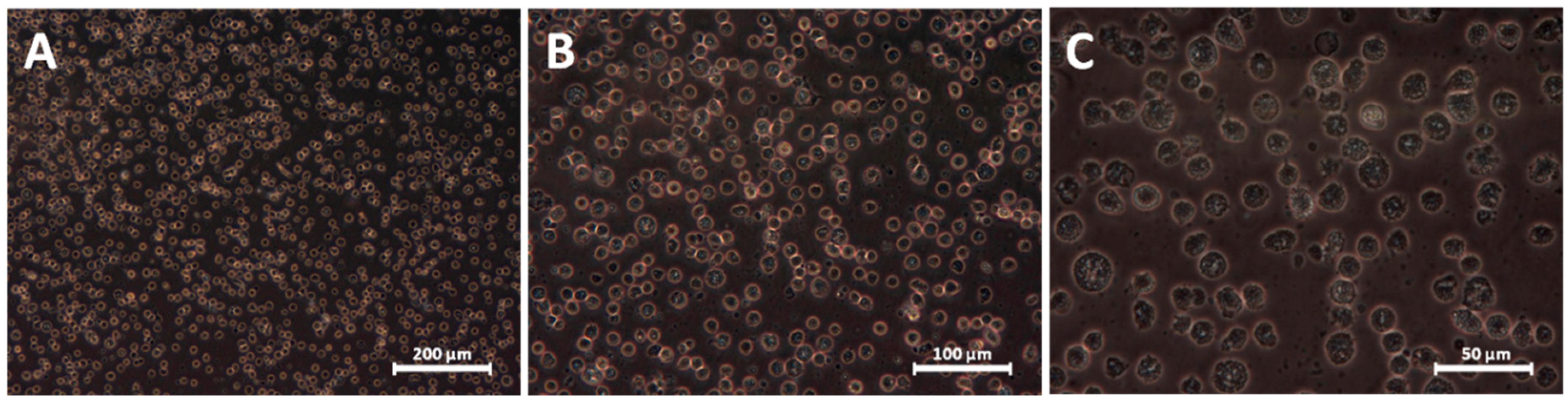 Materials 13 02159 g005