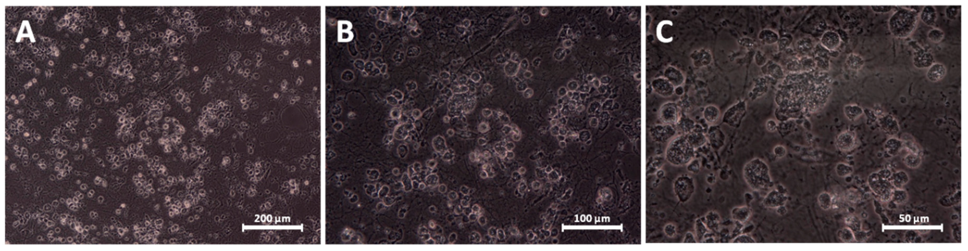 Materials 13 02159 g007