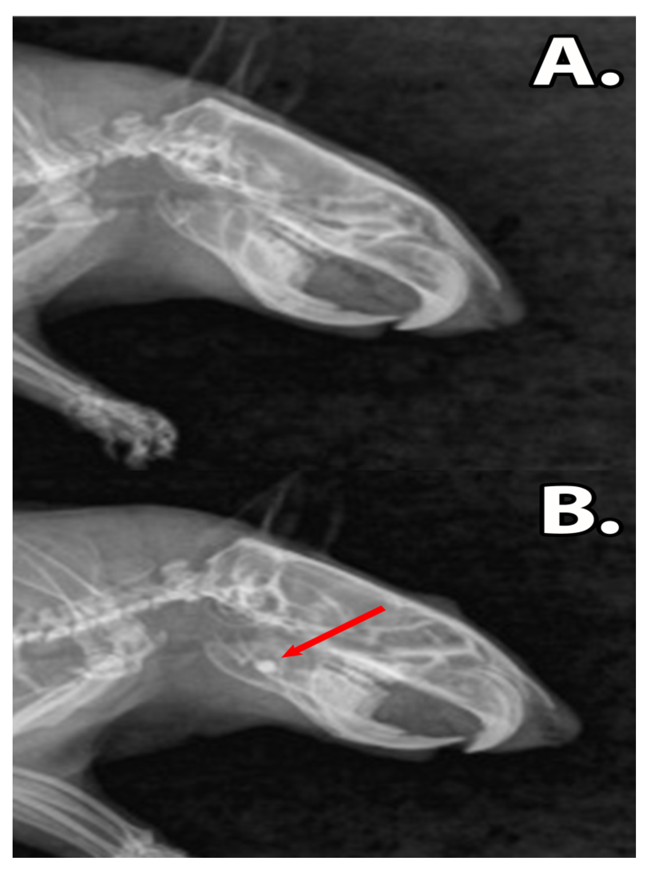 Materials 13 02511 g004