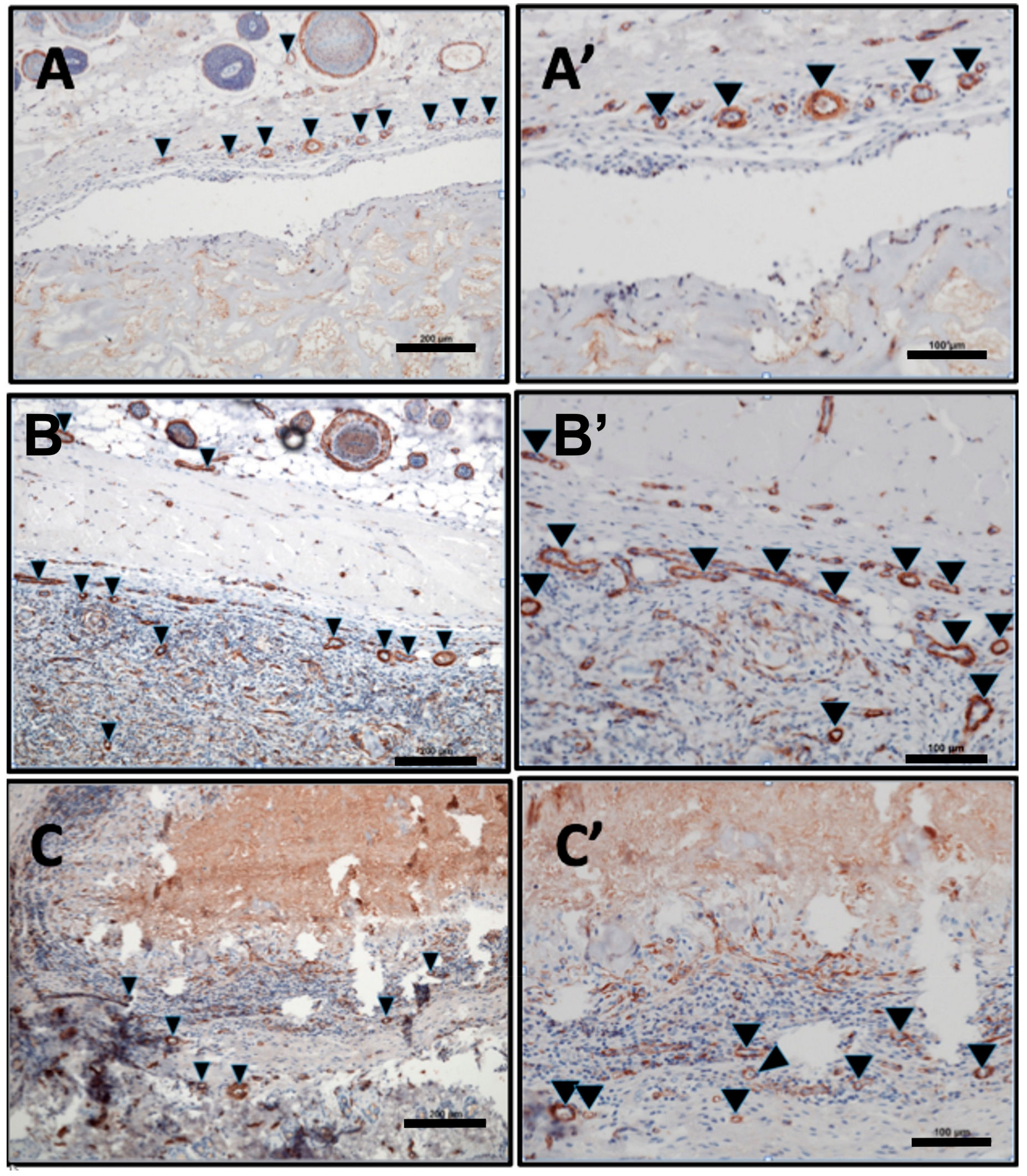 Materials 13 02730 g004 Materials 13 02730 g004