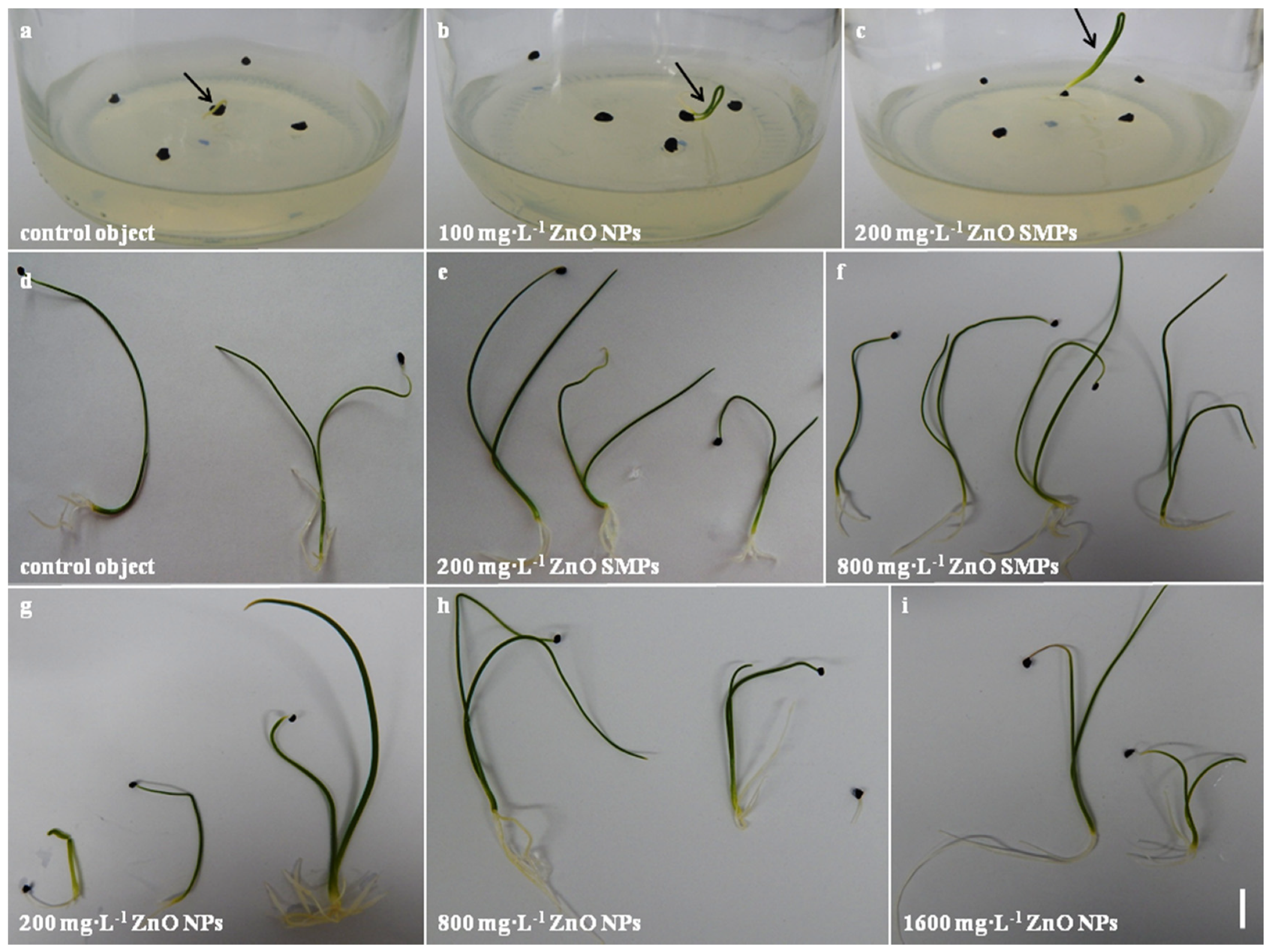 Materials 13 02784 g006