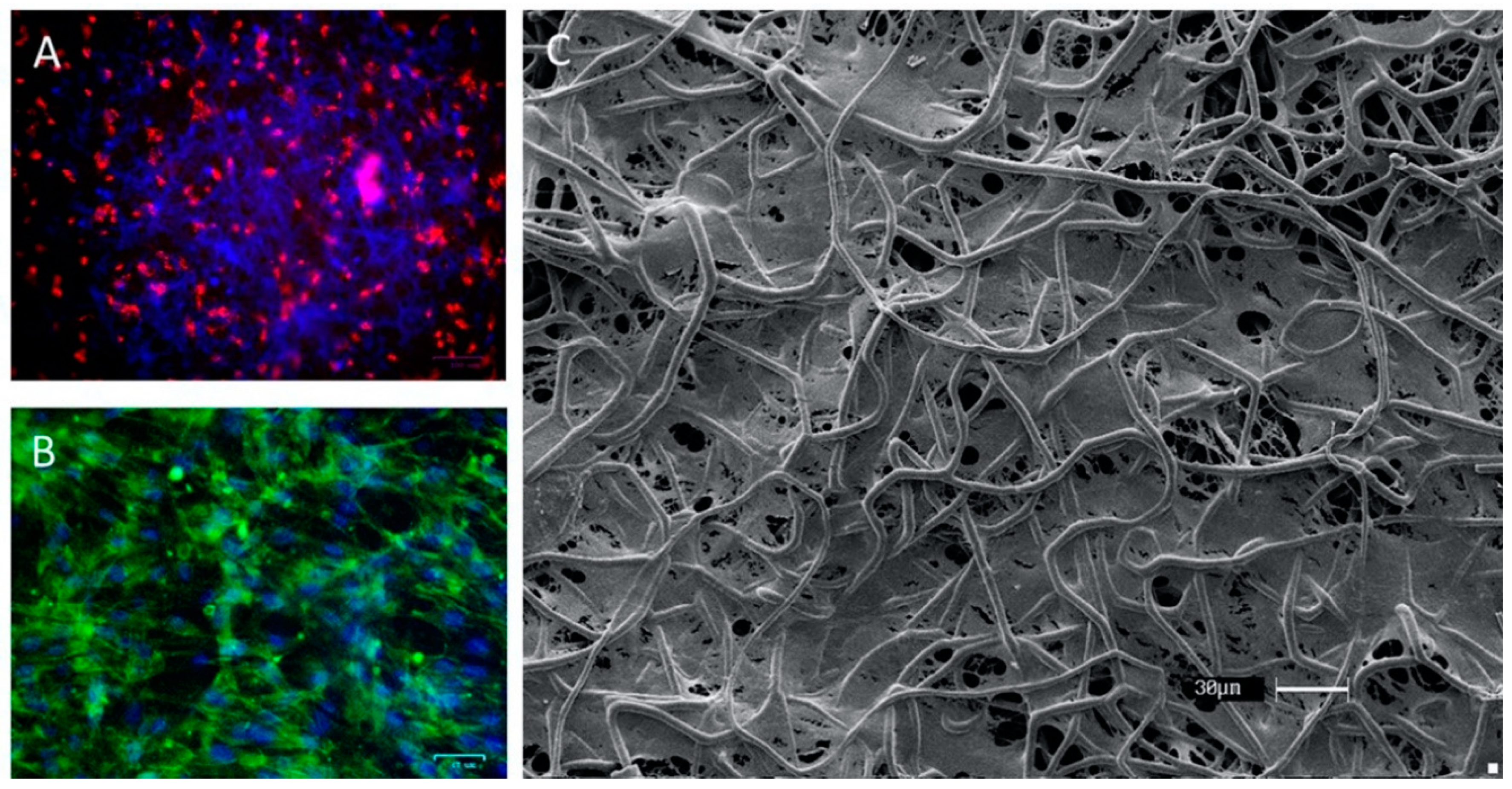 Materials 13 03210 g004