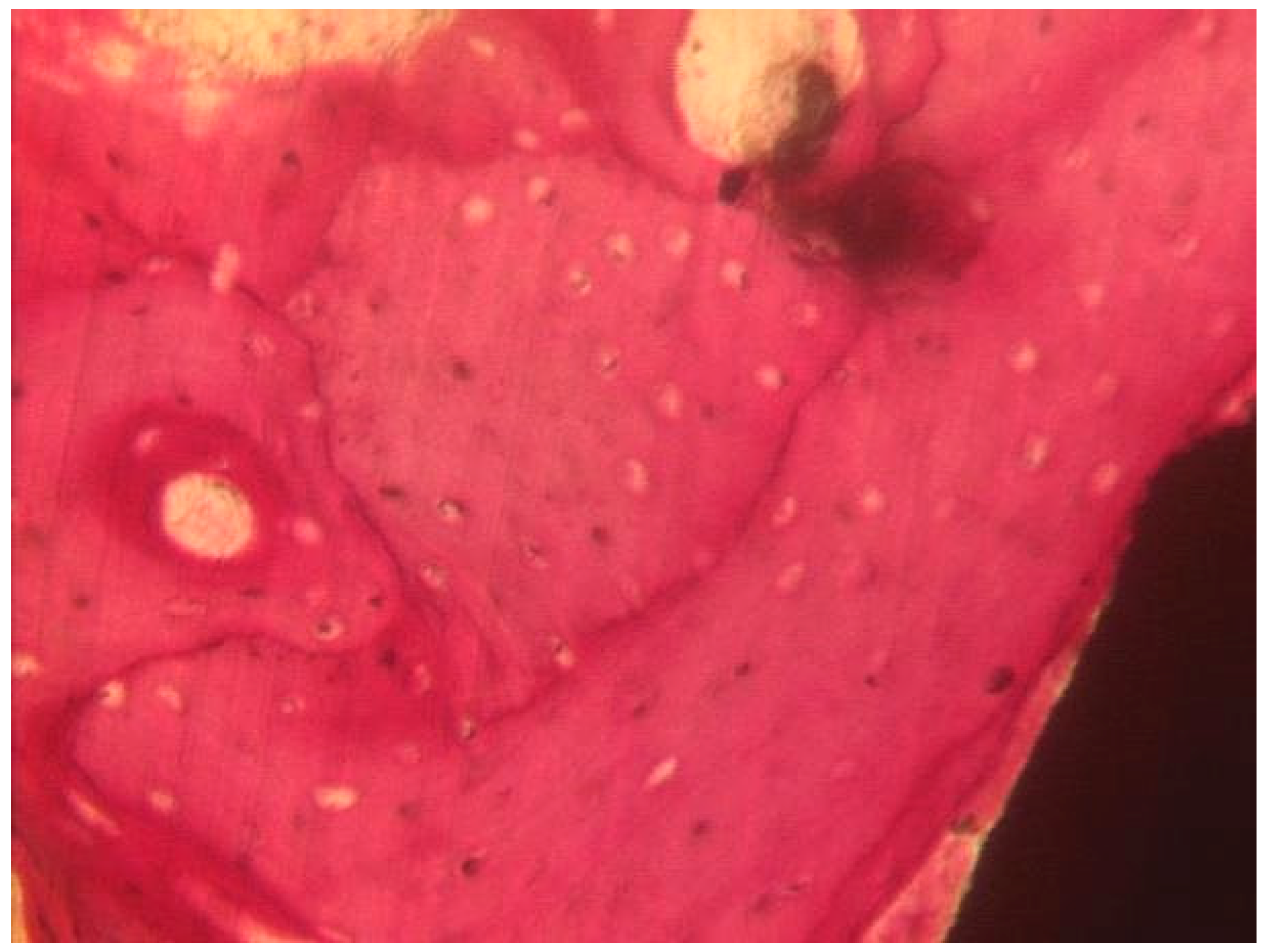 Materials 13 03613 g011 Materials 13 03613 g011