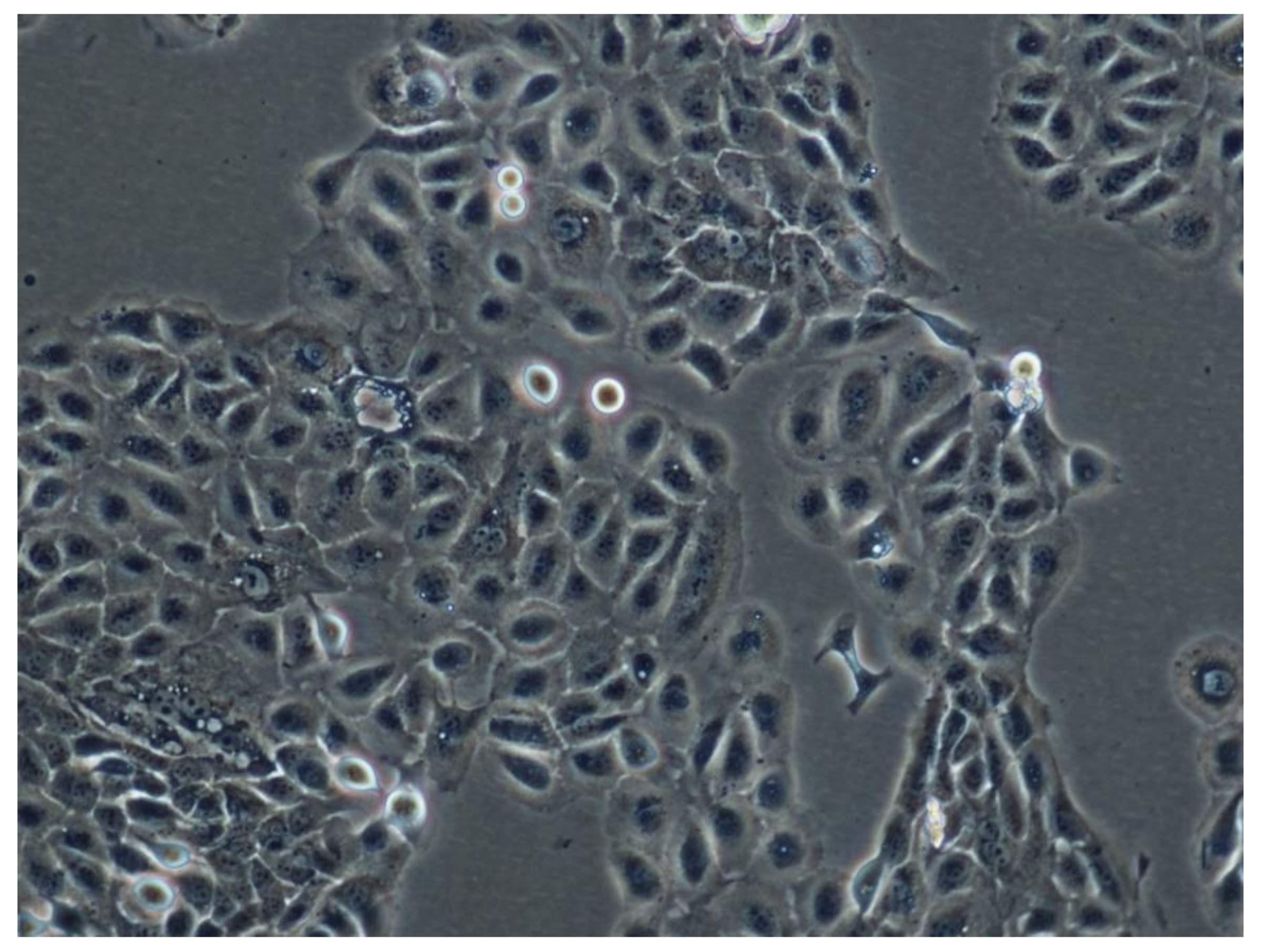 Materials 13 04153 g006